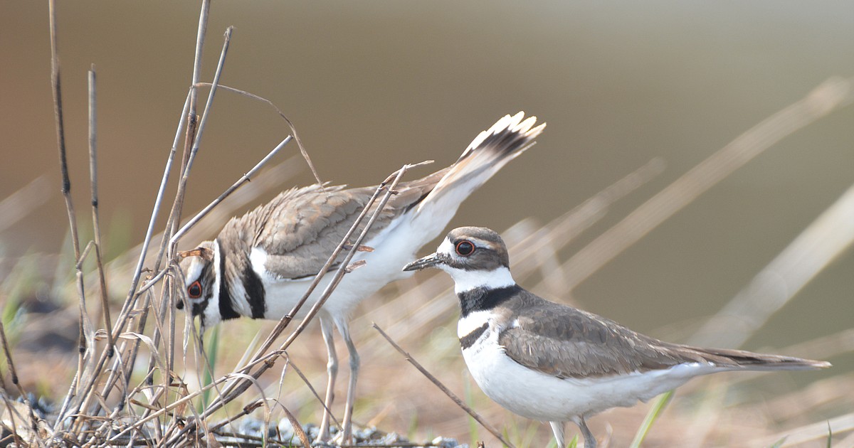 Killdeer